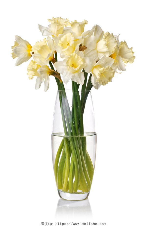 一个玻璃花瓶里装着盛开的淡黄色水仙花从花瓶里的白水仙的花束